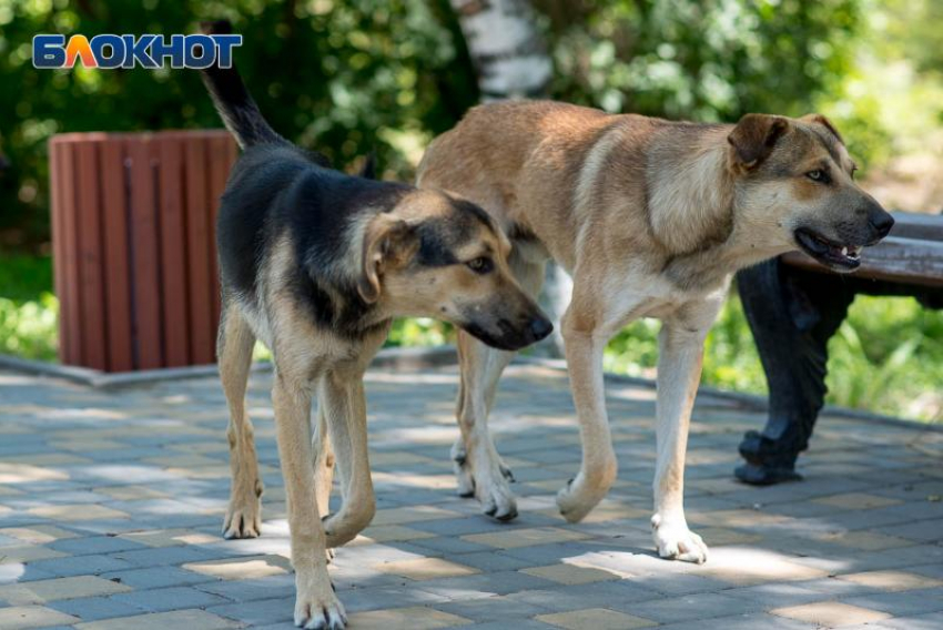 В Таганроге пострадавшая от укуса собаки женщина ищет свидетелей происшествия