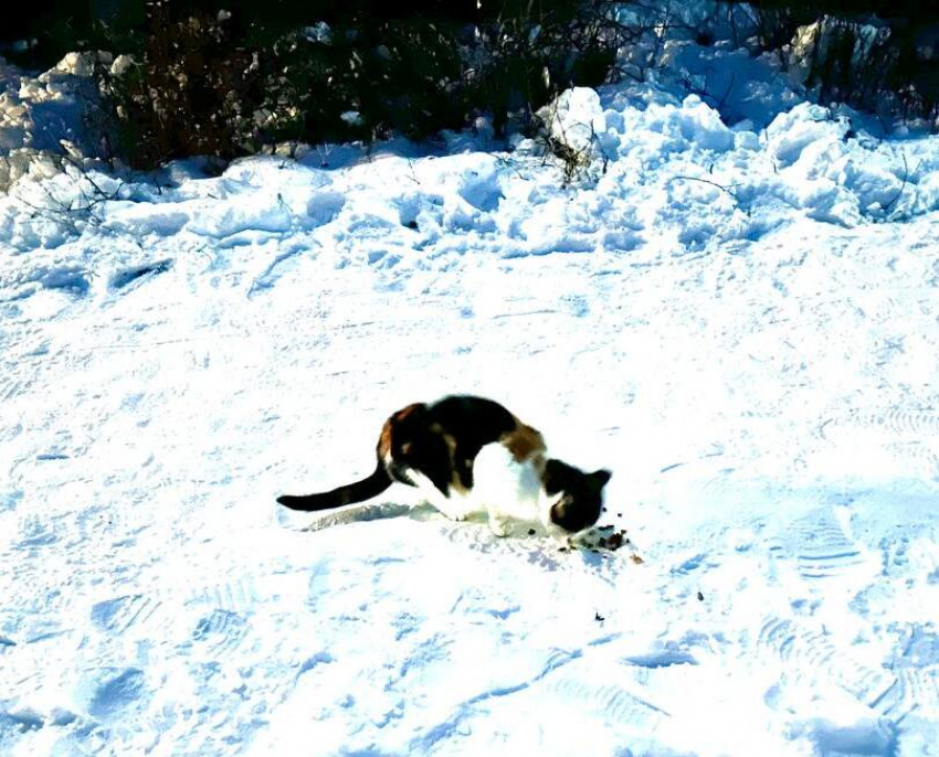 Сретение Господне: таганрожцам рассказали о народных традициях на 15 февраля