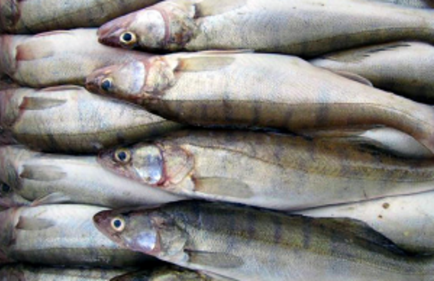 В Таганроге к реализации не допущена рыбная продукция