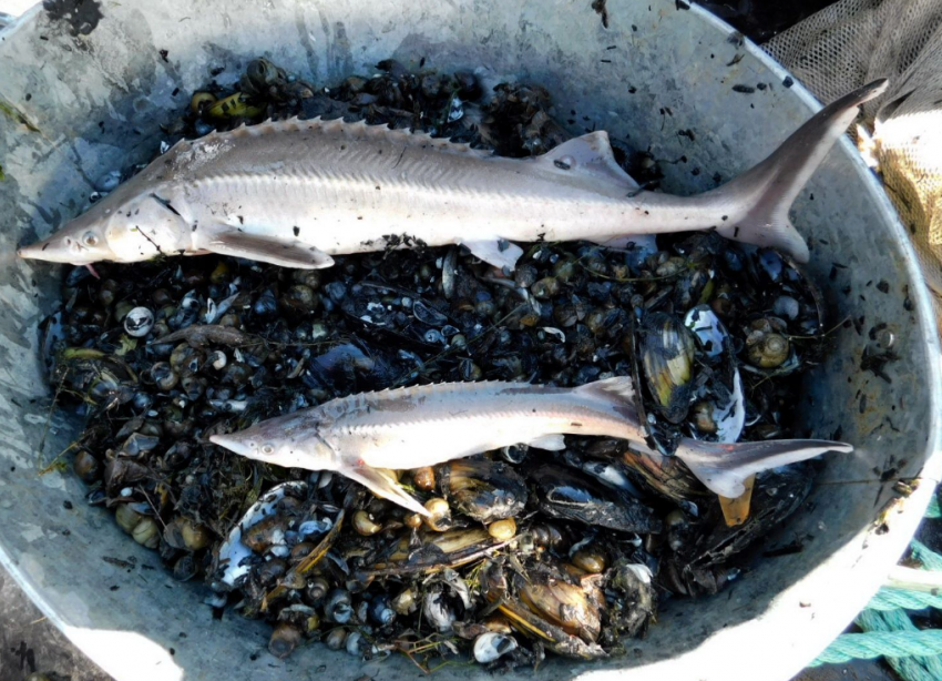 Азовское море будет кишеть осетрами? Учёные наблюдают за миграцией ценной рыбы из Таганрогского залива в Дон