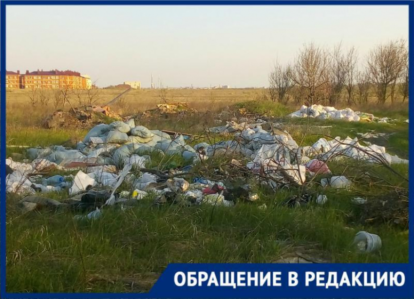 В Таганроге нормальной жизни птах мы мешаем своим мусором и безразличием