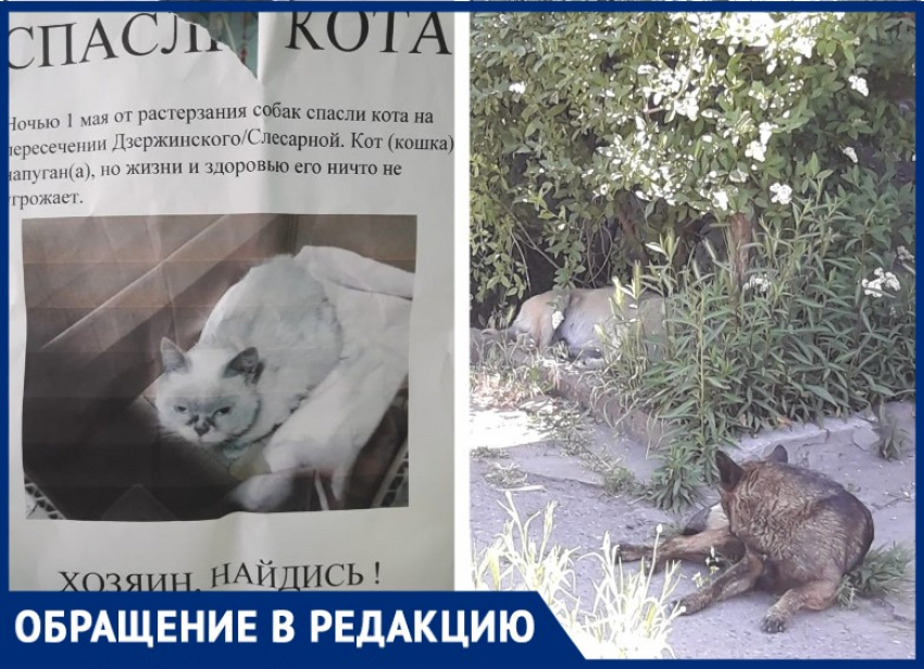 Прикормленные собаки в Таганроге разрывают домашних кошек и котов