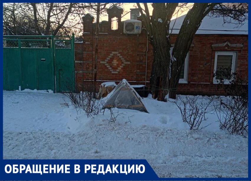 Одичавшие, но откормленные собаки пожирают заживо людей возле автошколы на Комсомольском в Таганроге