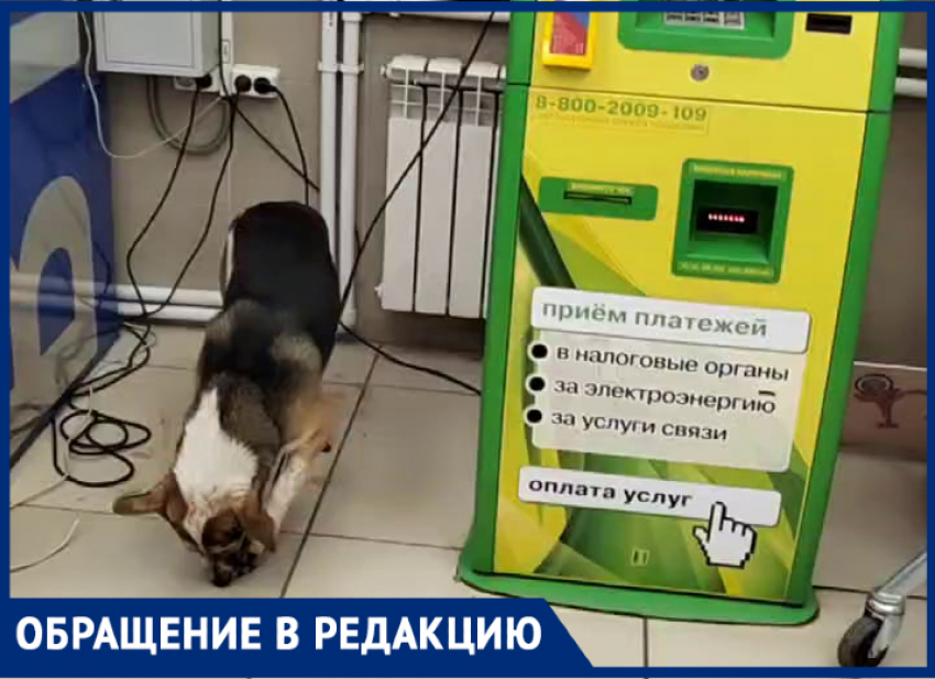 Голодная собака-экстремалка решила перекусить электрическим кабелем в Таганроге