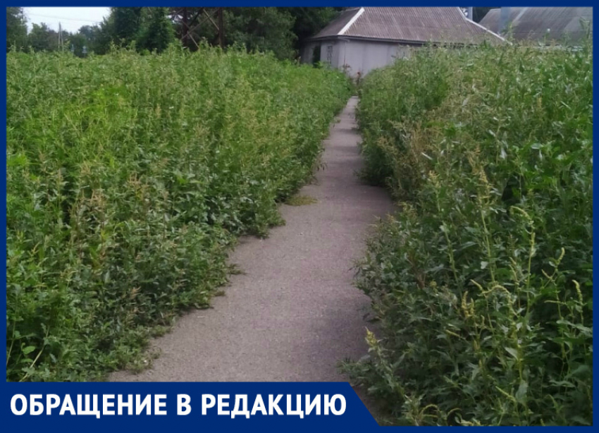 В Таганроге буйный цвет амброзии: от Водопроводной до «Мармелада» сплошные заросли