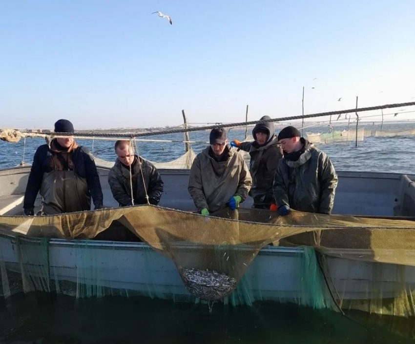 Учёные исследуют запасы тюльки в Таганрогском заливе: рыбы становится меньше
