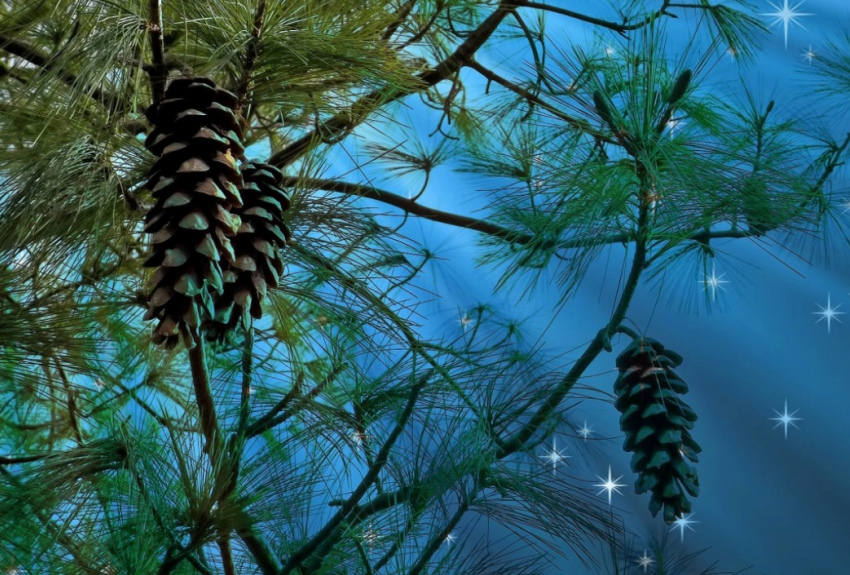 Не проспите прибыль: в Листодёр, 5 октября, стоит погулять под соснами - можно разбогатеть