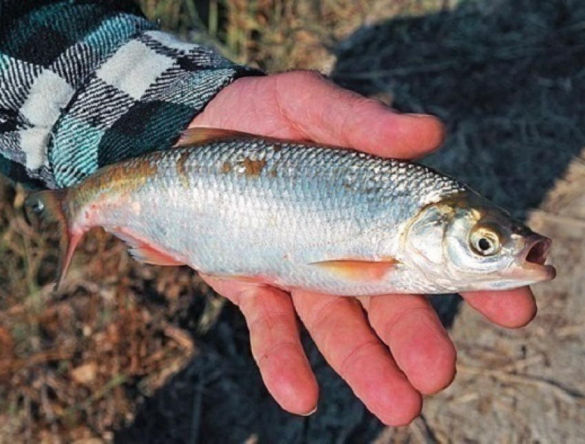 В Таганрогском заливе житель Азовского района ловил рыбу, занесенную в Красную книгу