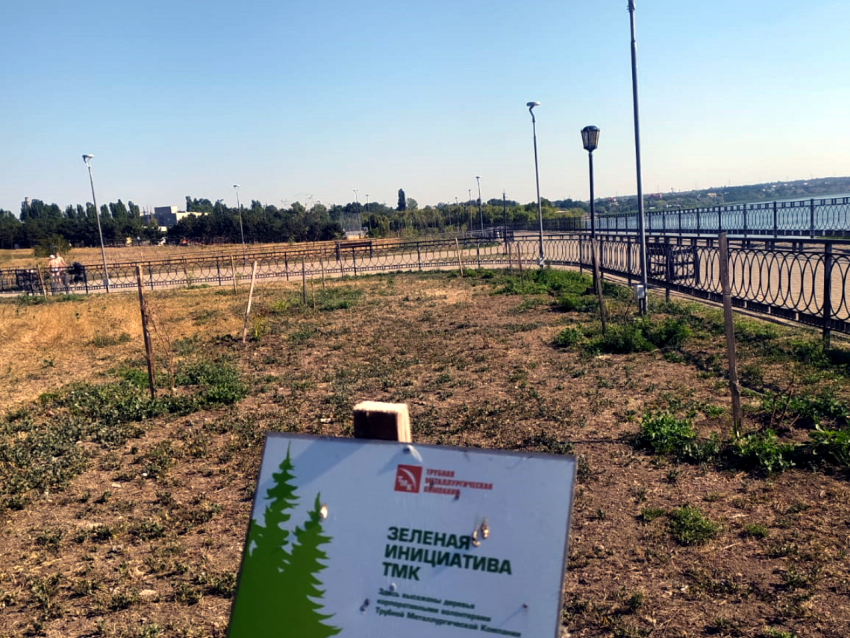 "Высадили как обычно, высохло как всегда": очередное древонасаждение Таганрога провалилось