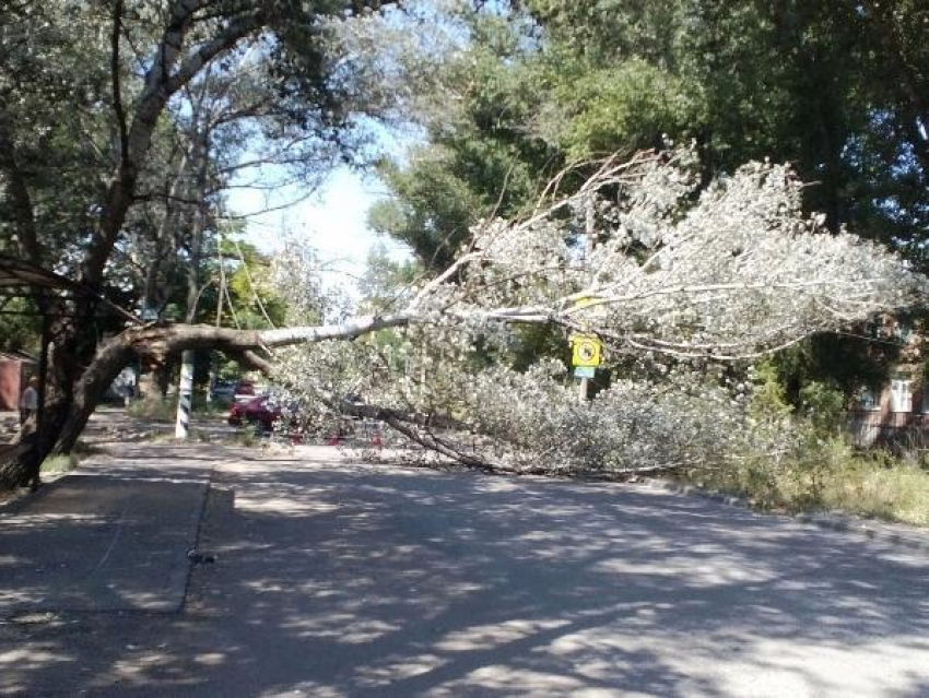 Упавшее дерево перегородило проезд по улице Богдана Хмельницкого 