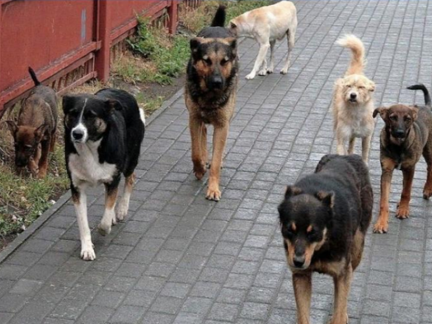 Собачья жизнь в одном из ЖАКТов Таганрога 