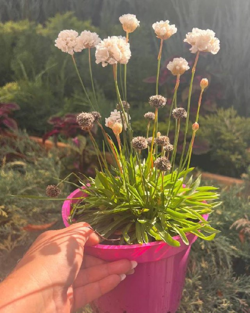 Товар дня: -20% на цветочные растения 