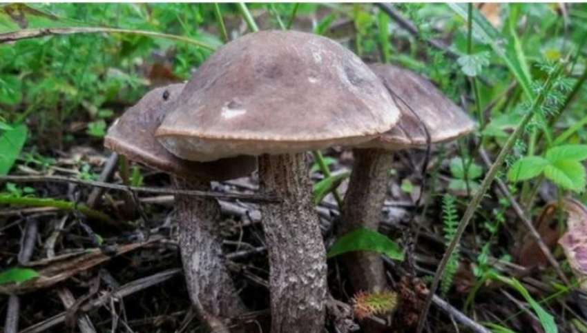 Обновление в Красной книге Ростовской области: за какие виды грибов не будут наказывать