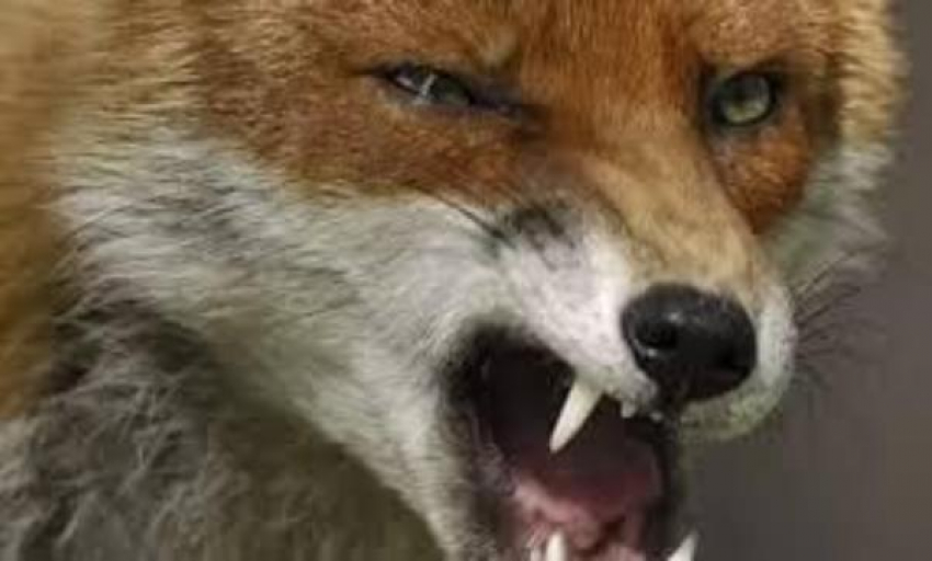 Дворовые псы спасли селян от нападения бешеной лисы в Матвеево- Курганском районе