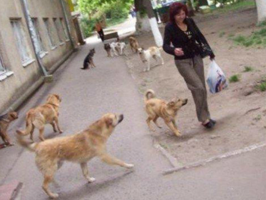 Бродячие собаки Таганрога довели жителей до петиции