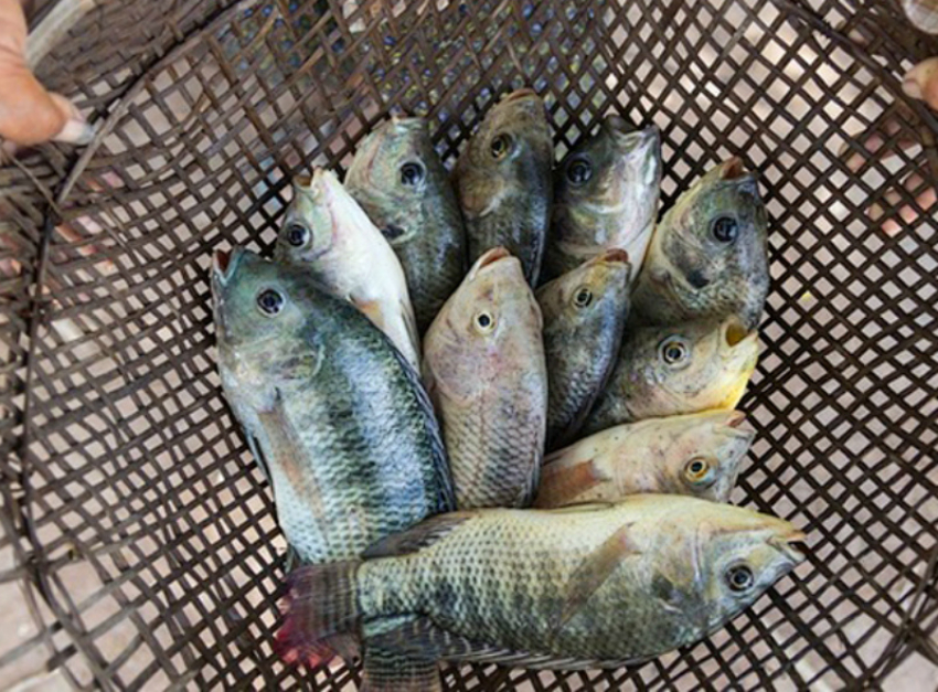 В Таганрогском заливе нельзя ловить рыбу: изменения в законе о рыболовстве