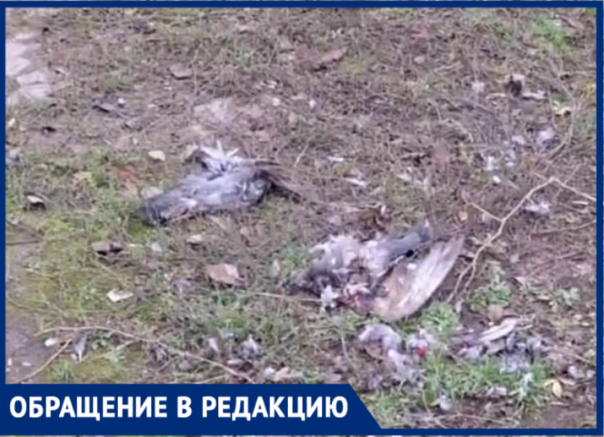 Растерзанные трупы голубей и бездомные собаки “украшают” таганрогскую окраину
