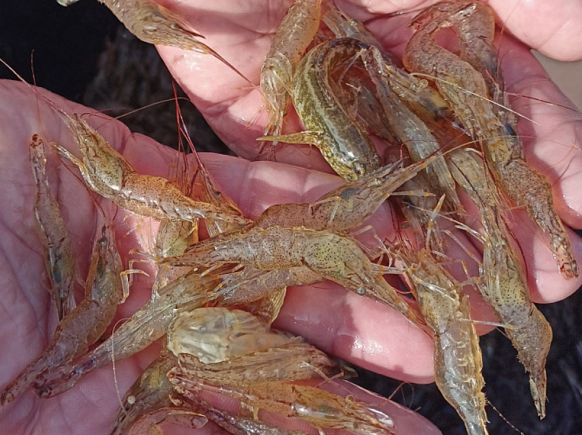 Что хотят выращивать в Азовском море: переходим на шок-экзотику? Подписано соглашение с Минсельхозом Вьетнама