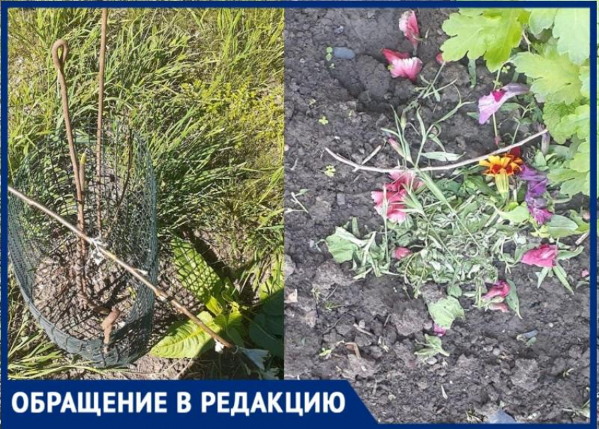 Детям обидно до слез – в Таганроге разрушили клумбу юных садоводов