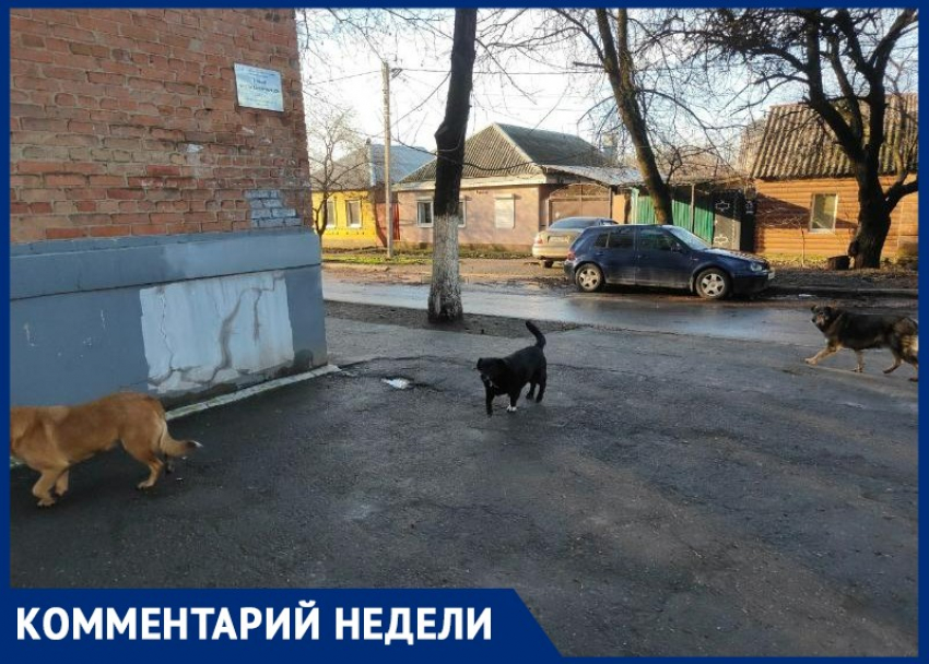 Собаки «под присмотром»: агрессивную стаю собак на Менделеева решено оставить на прежнем месте 