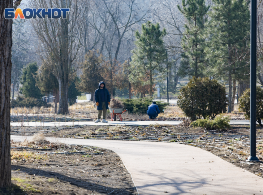 Около 90% зелёных насаждений погибло в Таганроге, а МКУ «Благоустройство» под прицелом силовиков