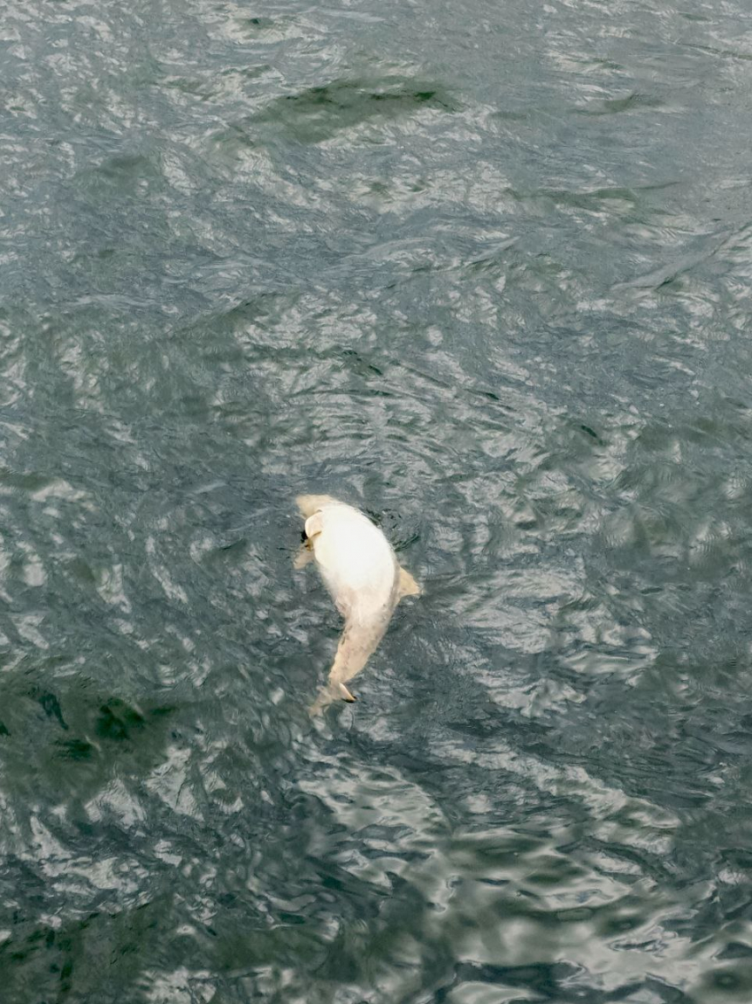 Моряки прислали видео мёртвого дельфина в Таганрогском заливе