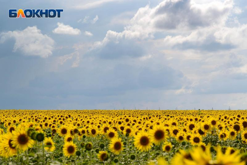 Придет ли по-настоящему летняя жара в Таганрог на этой неделе