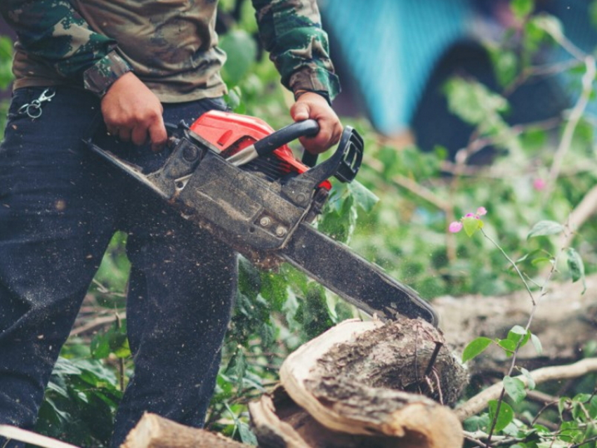 Более 100 деревьев под топор: в Таганроге расчищают место под застройку 