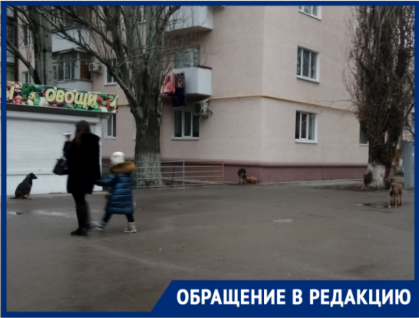 Стая бродячих собак в Таганроге терроризирует общественность