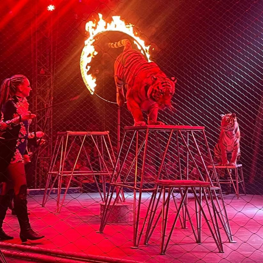 С 7 октября в Таганроге: «Цирк, цирк, цирк!»