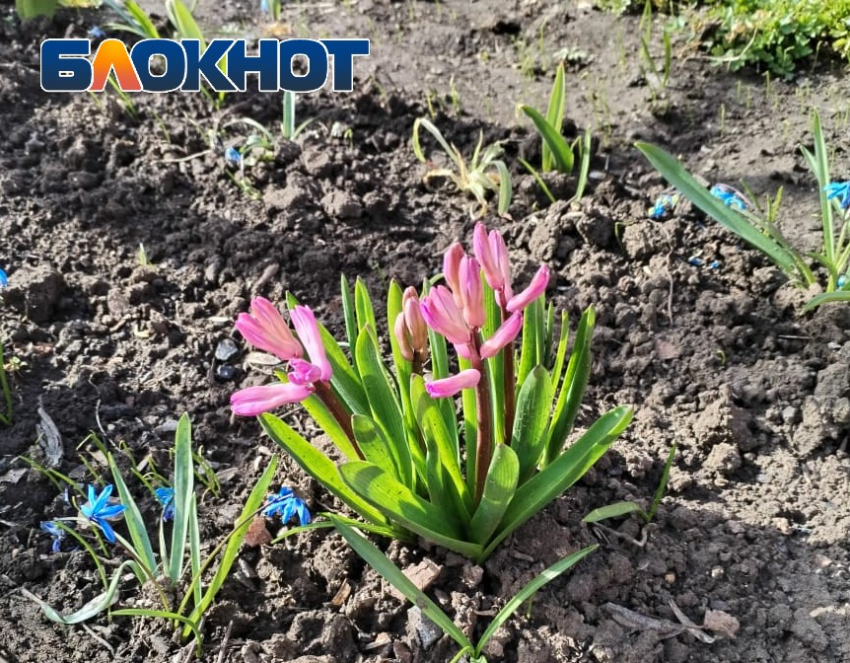 Первая неделя апреля в Таганроге: виват, весна