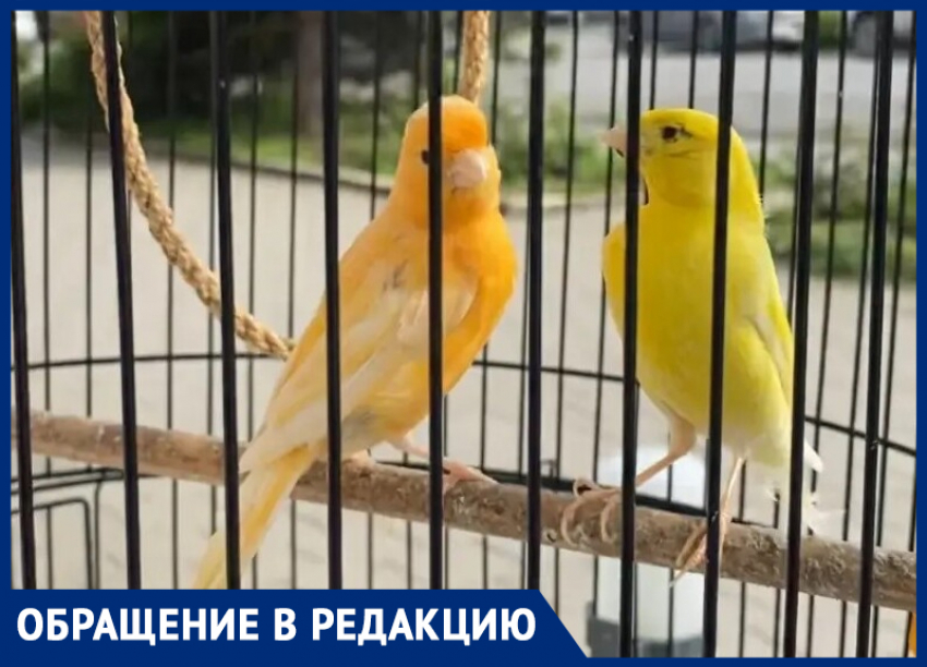 Пели для детей, а достались ворам: полиция Таганрога разыскивает пропавших канареек