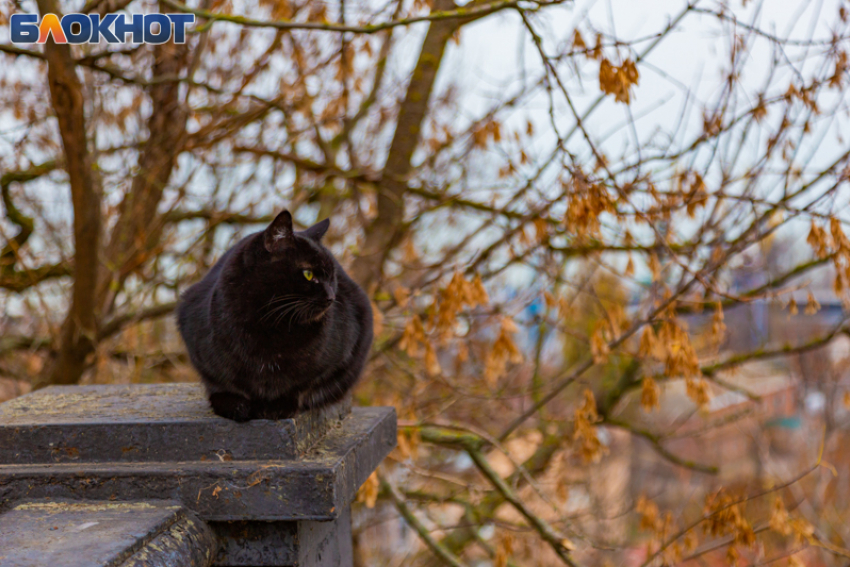 18 октября: народные приметы, запреты и советы  для таганрожцев на день Харитины