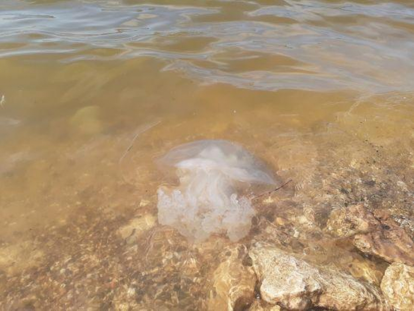 В Таганрогском заливе погибла популяция медуз. Виной тому – непогода
