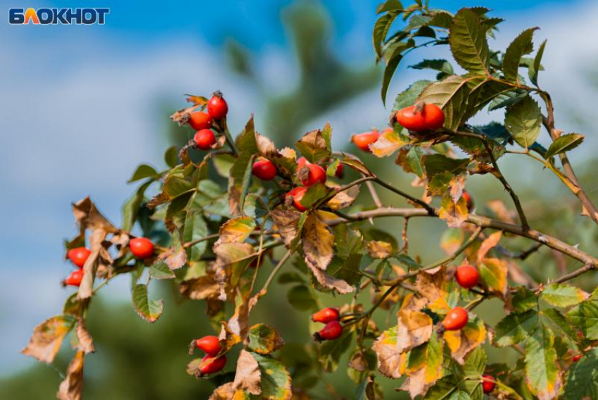 25 ноября — день Ивана Милостивого. Как таганрожцам провести день с мудростью предков
