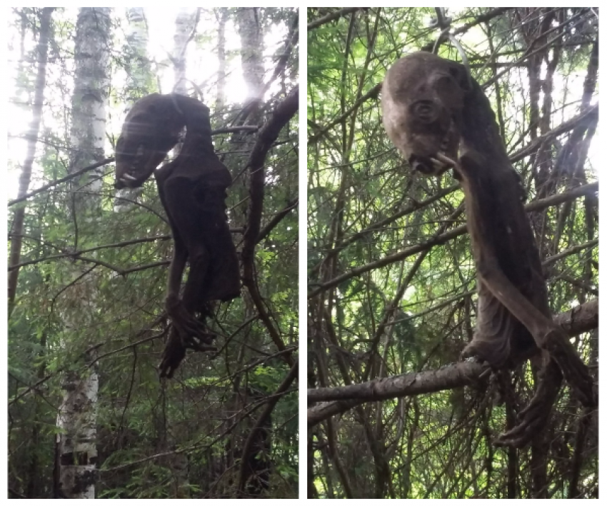 Труп чупакабры нашли туристы в лесополосе под Таганрогом