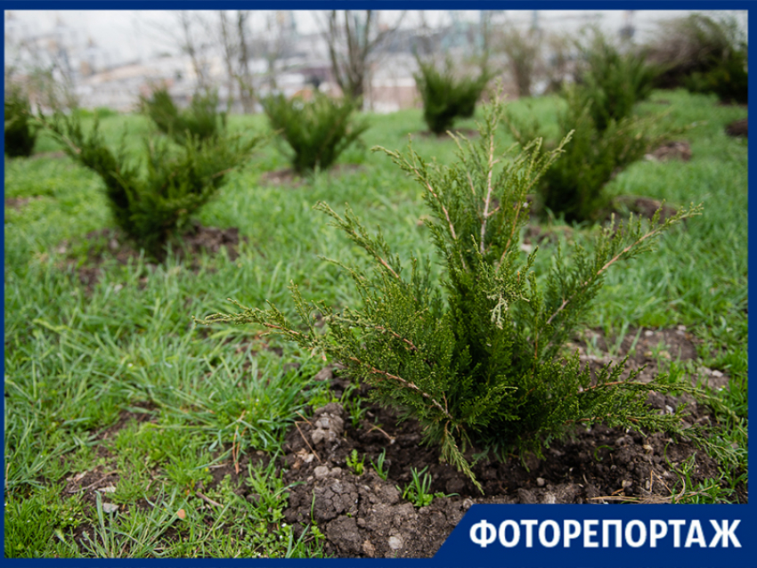 Как выглядит «Сад памяти» от губернатора Голубева и министра Фишкина