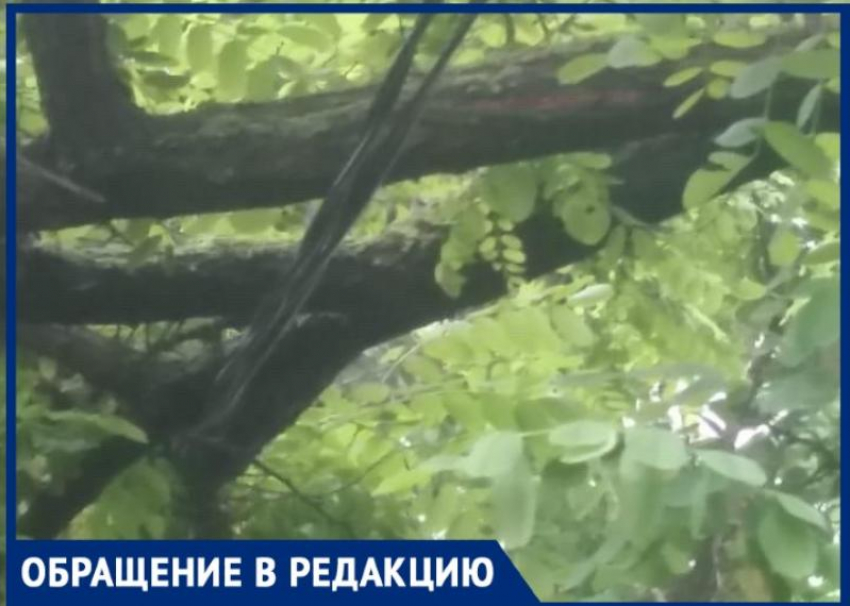 Городские службы «пинают» таганрожцев, а ветка так и висит на газовой трубе и проводах