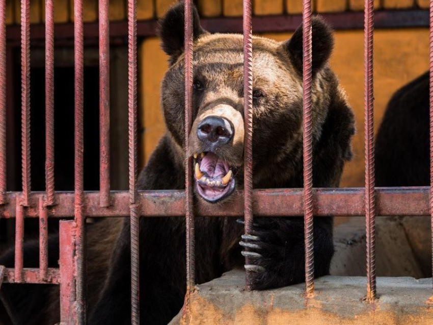 Прокуратура Ростовской области проверяет живой уголок в парке Горького Таганрога