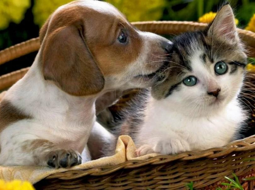 Заводчики животных в Таганроге могут существенно сэкономить 