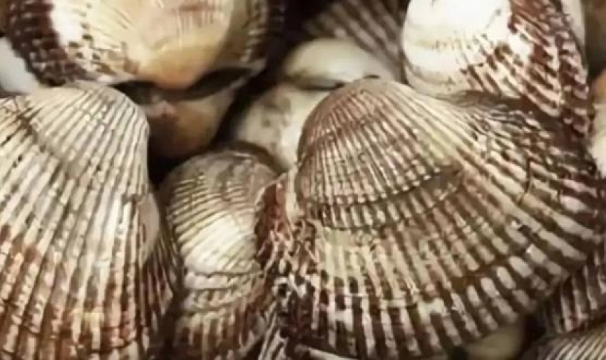 Скафарка захватывает Таганрогский залив: новый деликатес может стать хитом на столах таганрожцев