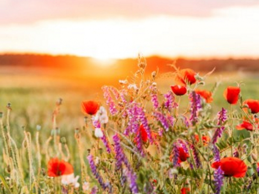 Осадков — минимум: таганрожцам пообещали аномальное лето