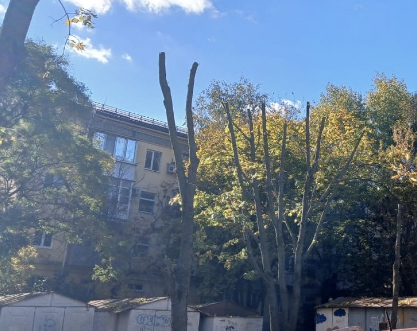 Ситуация с деревьями в 1-м Крепостном переулке: процедура оказалась законной и необходимой