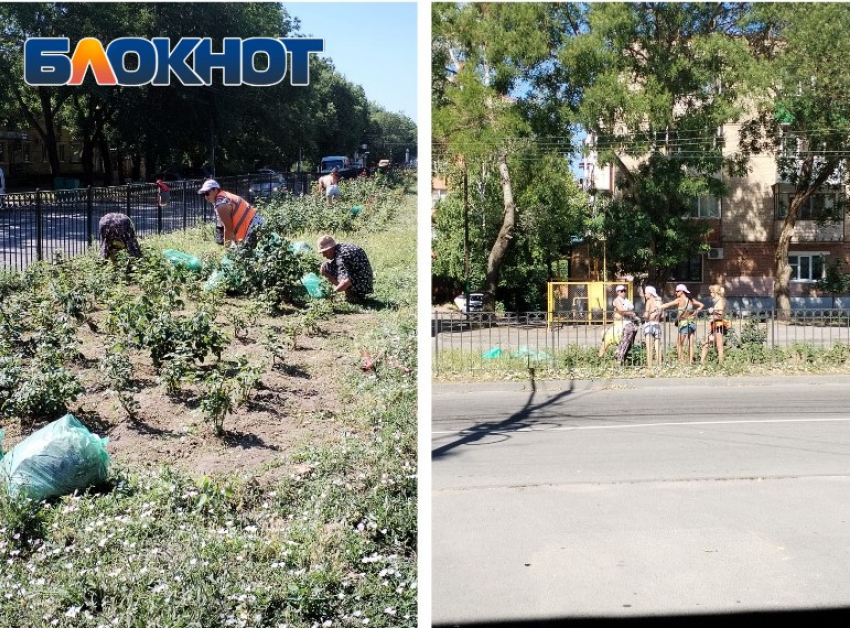 В Таганроге на ул. Дзержинского взялись за розы