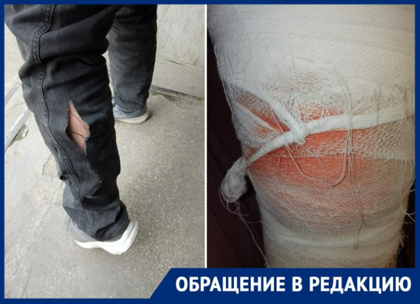 Нападения бездомных собак в Таганроге продолжаются