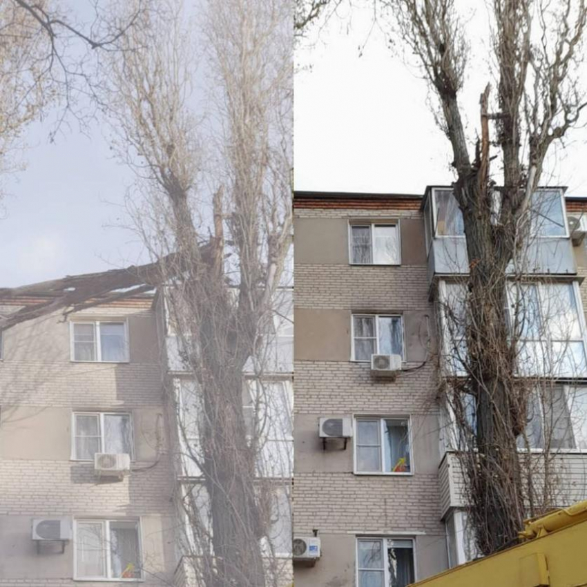 Упавшим деревьям не место на улицах Таганрога