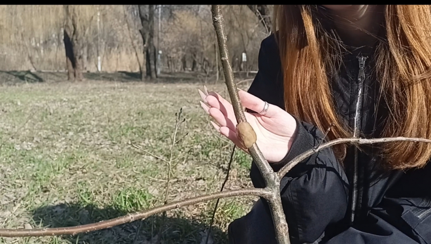 В Таганроге сломали четырёхлетний дуб, который хотели назвать в честь погибшего бойца СВО