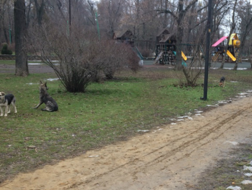 В парке им Горького в Таганроге бродячие собаки кинулись на ребенка