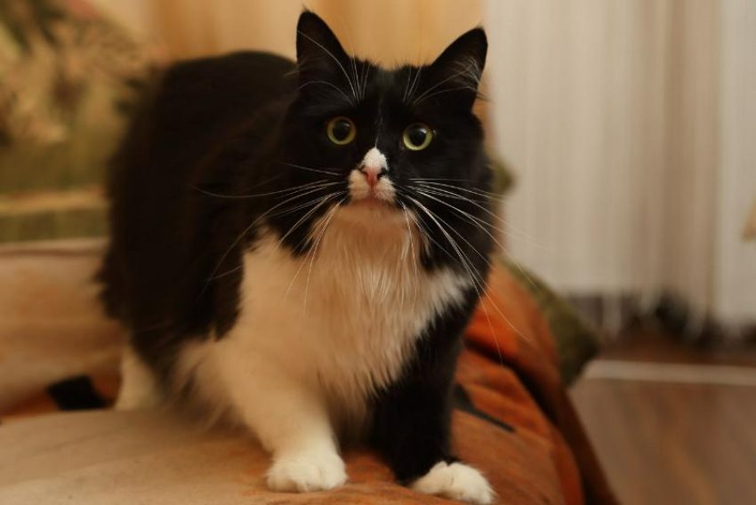 Хватит ли вашей квартиры на кота? Таганрожцам придется подсчитывать метраж по новому закону