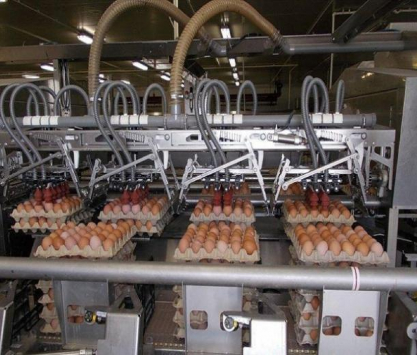 Прибыль «Таганрогской птицефабрики» сократилась в 2018 году на 4%